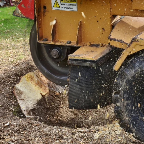 Stump Grinding and Removal