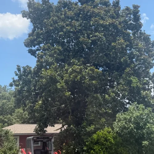 Tree Removal 1