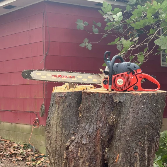 Tree Removal