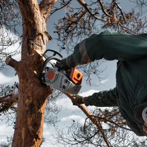Tree Trimming and Pruning 1